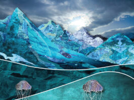 Peacefully jellyfish