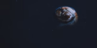 Photo by thebugadi ㅤ on Unsplash