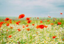 Photo by Andreea Popescu on Unsplash