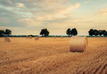 Photo by Nikolett Emmert on Unsplash