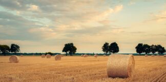 Photo by Nikolett Emmert on Unsplash