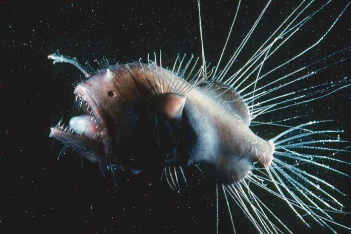 fanfin-anglerfish